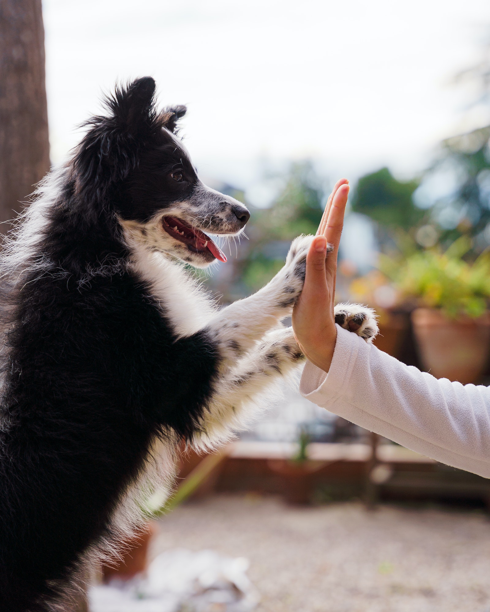 Cute black and white border collie puppy high-five with a girl