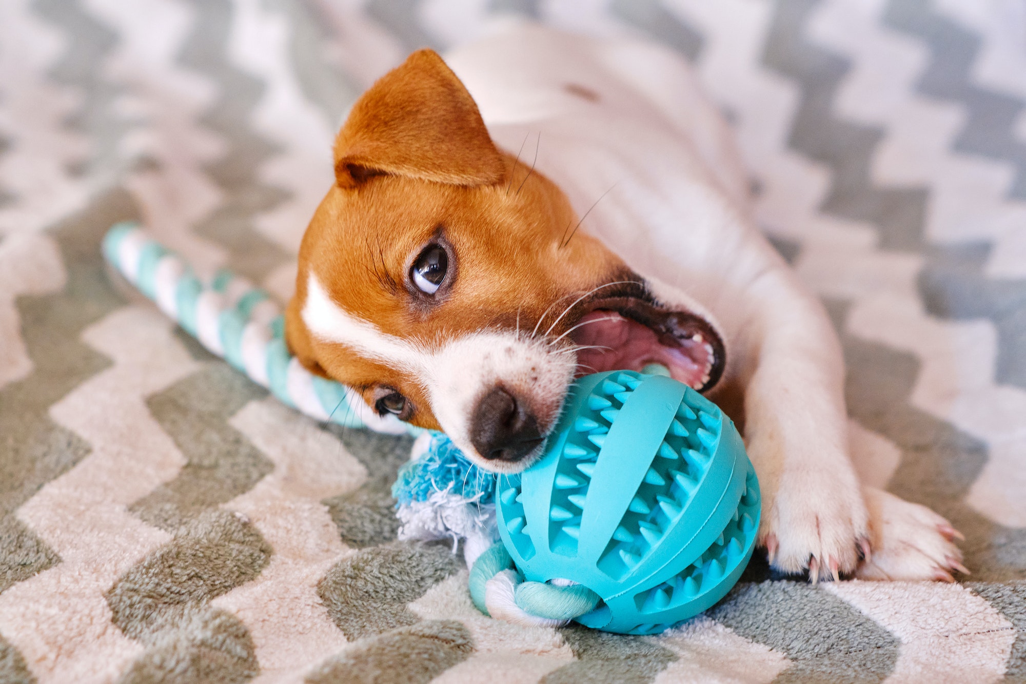 Little Jack Russell Terrier puppy playing with toy